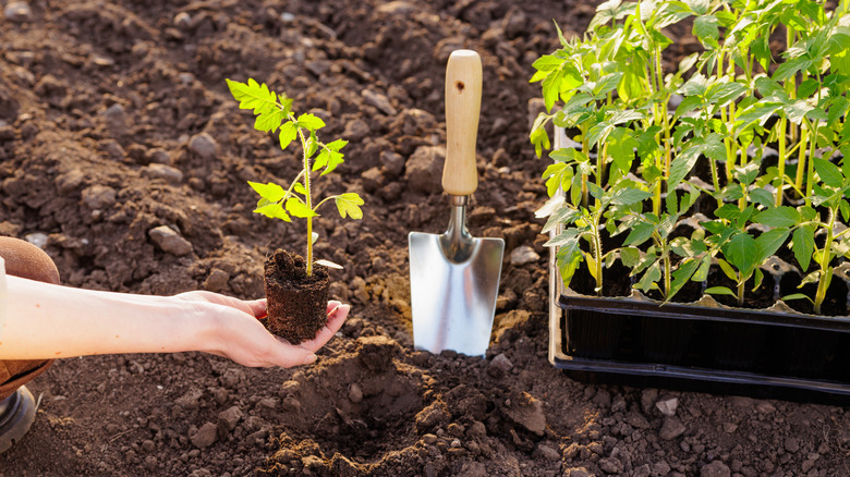 Hand holding a tomato seedling to be transplanted
