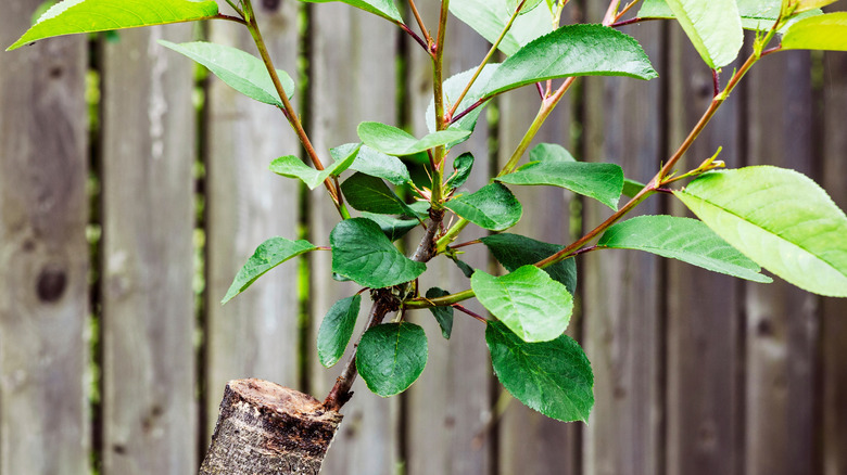 New growth on a grafted branch of a tree