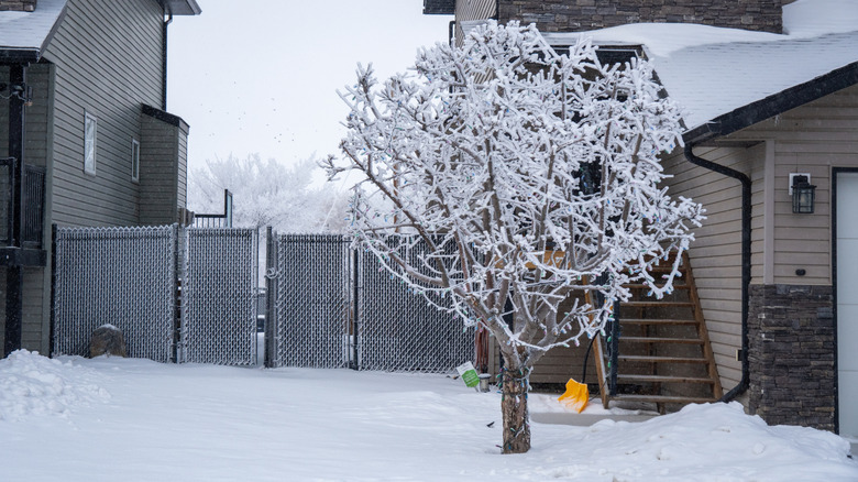 Apple tree in a yard with snow