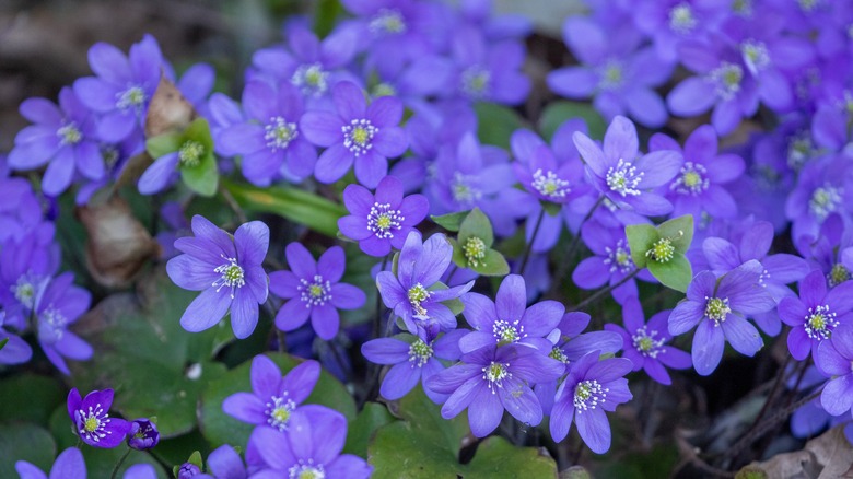 Closeup of purple liverleaf (Hepatica nobilis) flowers