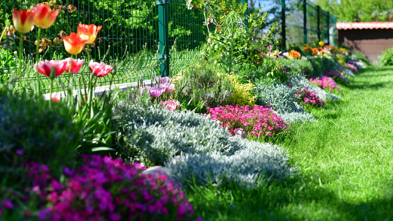 ground cover shrubs in bloom next to fence