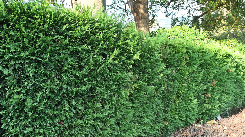 a thick, leyland cypress hedge