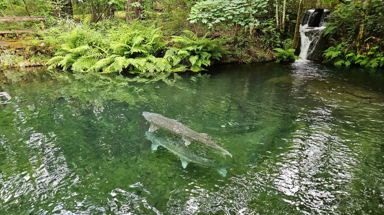 Sturgeon in an Oregon pond surrounded by ferns and a waterfall.
