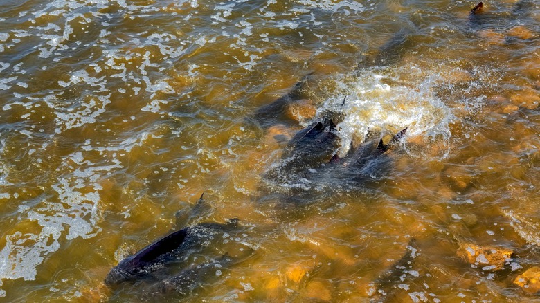 Dark-colored lake sturgeon spawning in Wisconsin with their tails splashing.