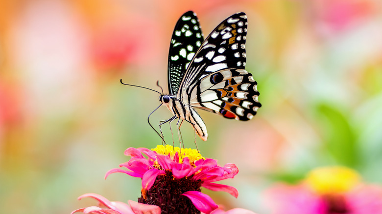 A white, black, and orange butterfly on a pink flower