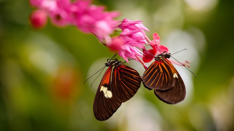 Orange and black butterflies on pink flowers