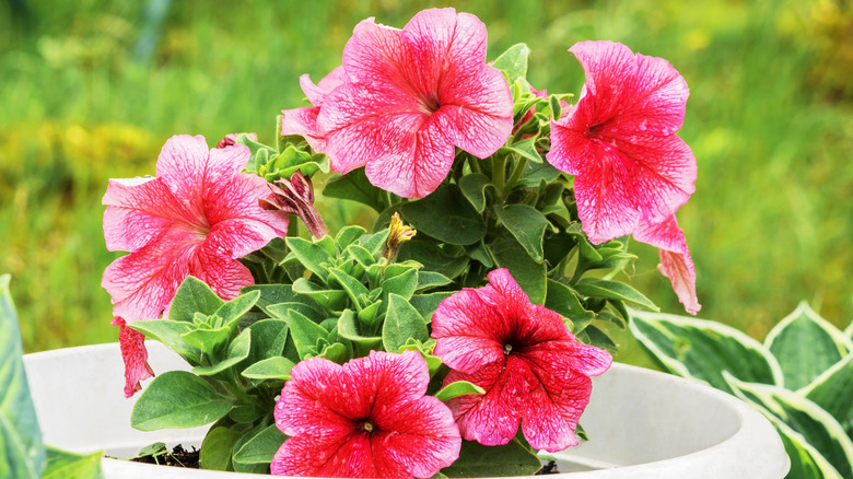 pink petunias in a large plant pot