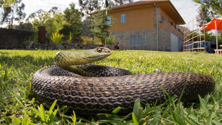 Large snake in grass