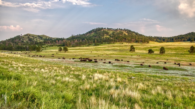 Bison in a valley among the Black Hills