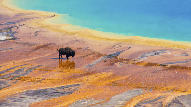 Bison at Yellowstone National Park