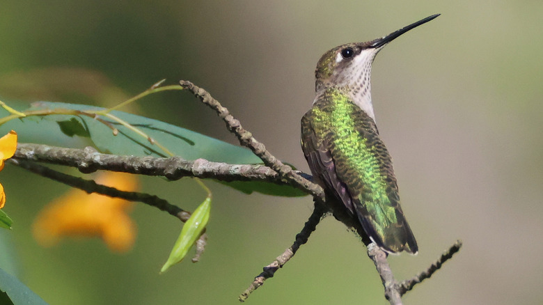 iridescent green hummingbird on a branch