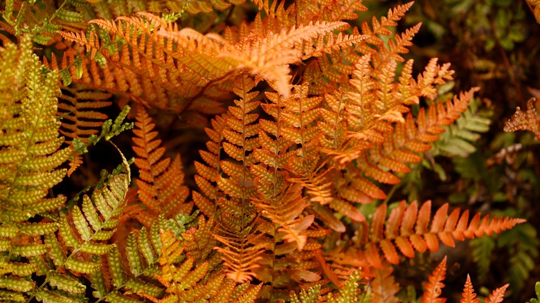 autumn ferns changing from green to brown