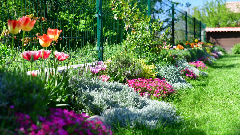 a yard with green grass and other ground cover plants