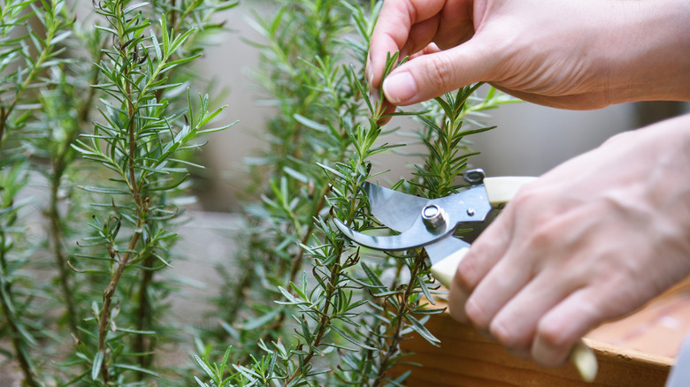 rosemary being harvested with metal clippers.