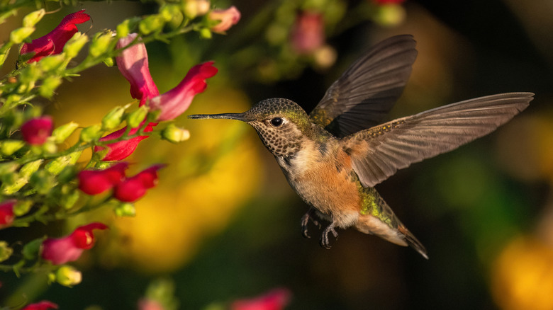Hummingbird getting ready to get nectar from a Scrophularia macrantha flower