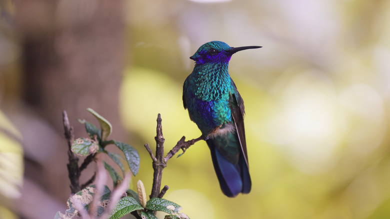 Purple-and-teal hummingbird sitting on a branch