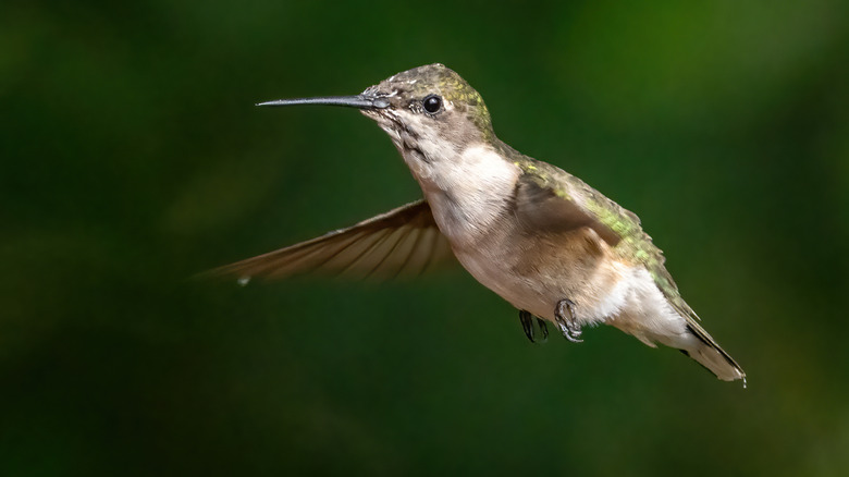 ruby throated hummingbird in flight