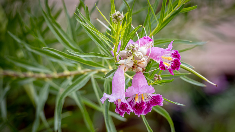 flowers on a desert willow tree