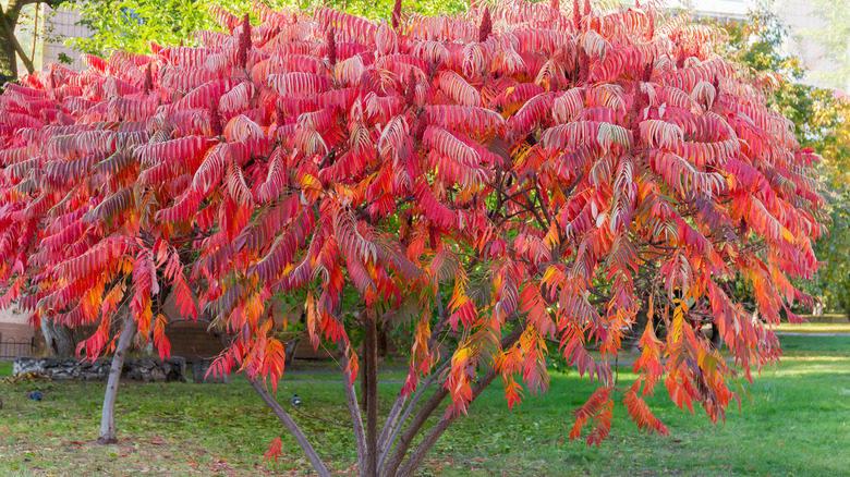 Staghorn sumac tree with stunning bright red, yellow and orange leaves