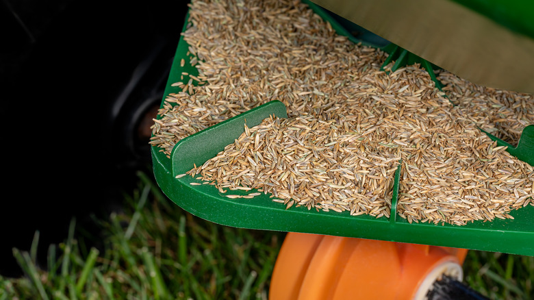 grass seed in spreader