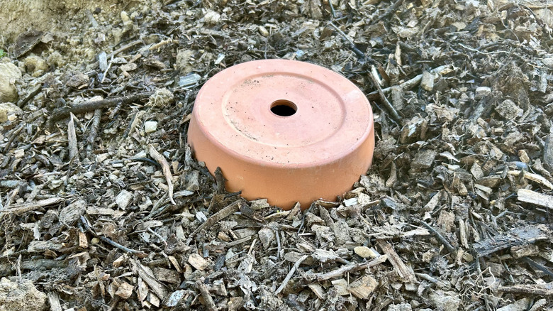 A freshly buried DIY olla in a garden
