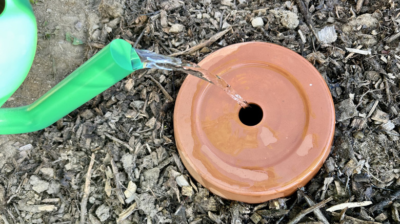 Using a watering can to fill a homemade olla