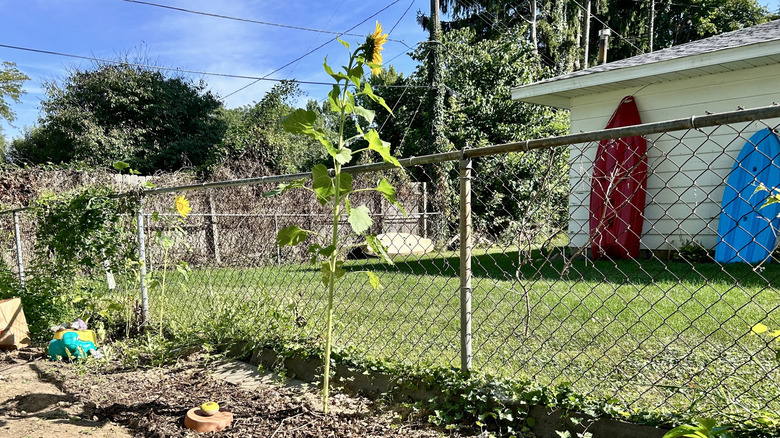 An olla providing moisture to a sunflower