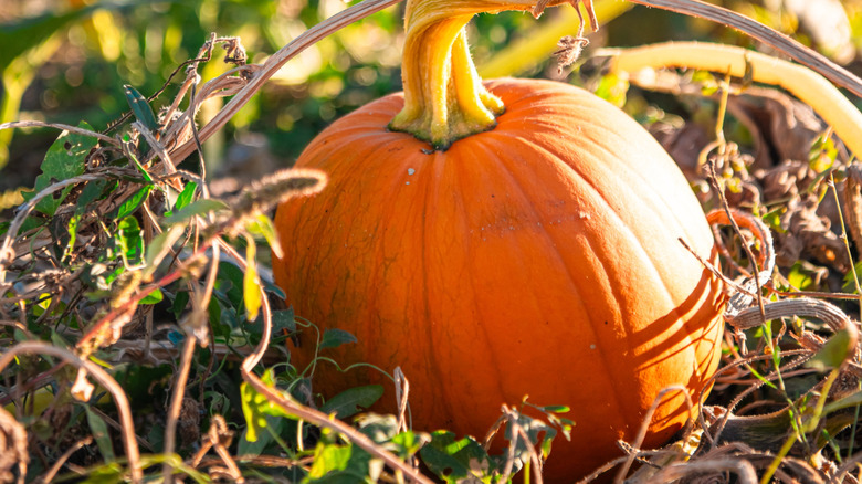 Ready-to-harvest pumpkin