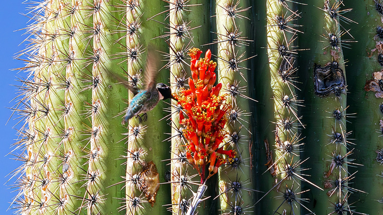 Hummingbird drinking from a red cactus flower