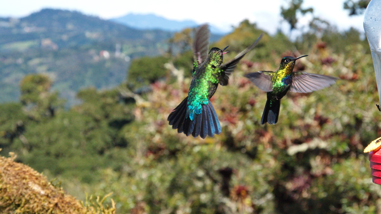 Two jewel-toned hummingbirds flying in front of a mountain view