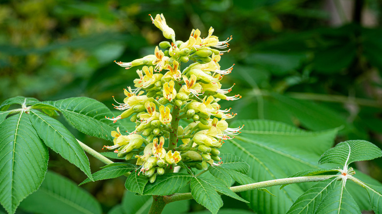 Ohio buckeye leaves and flower