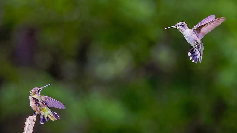 two hummingbirds, one flying and one perched