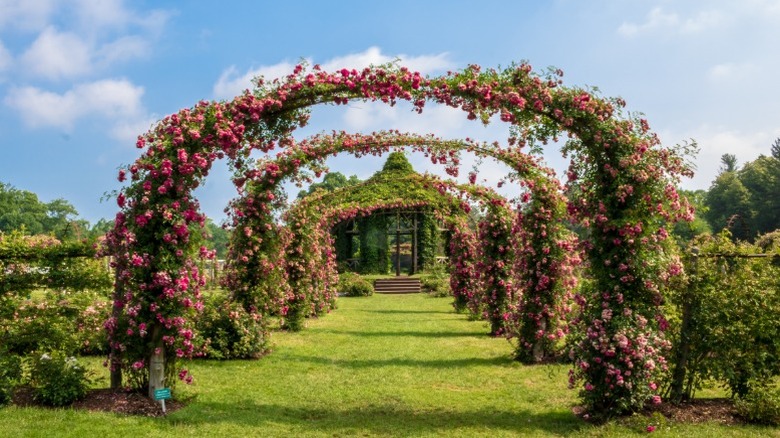 A sequence of large arches with climbing roses at Elizabeth Park Rose Garden