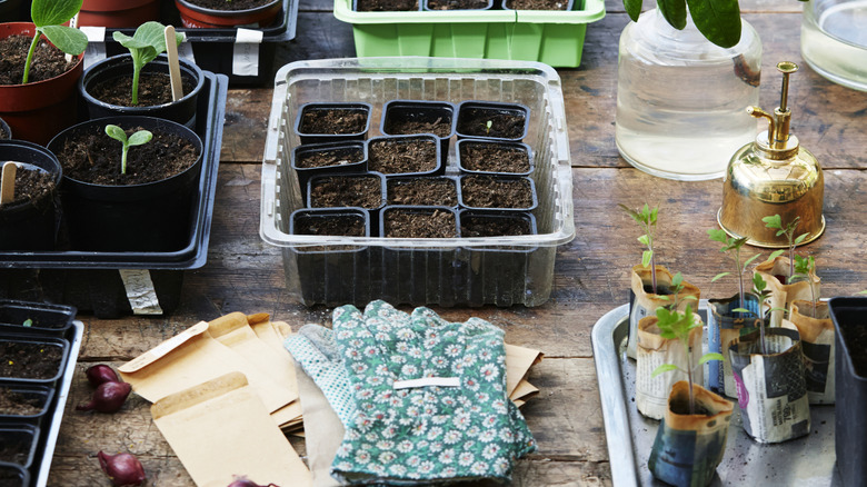 Table full of seed starting supplies