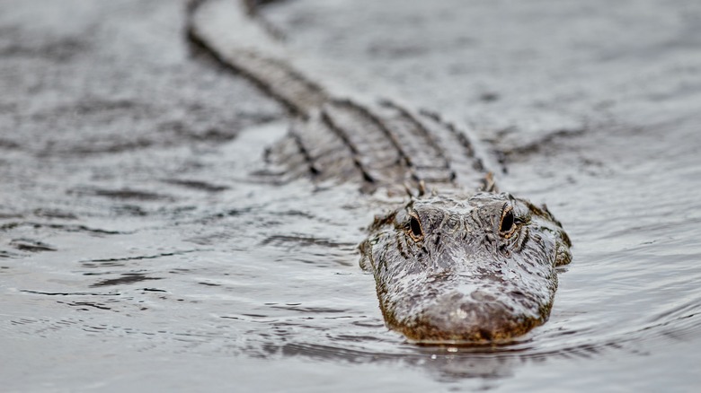 Alligator swimming through everglades