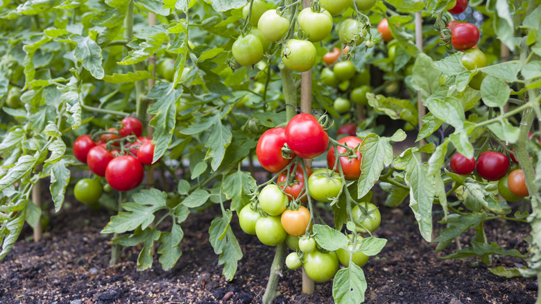 Tomato plants full of red and green tomatoes