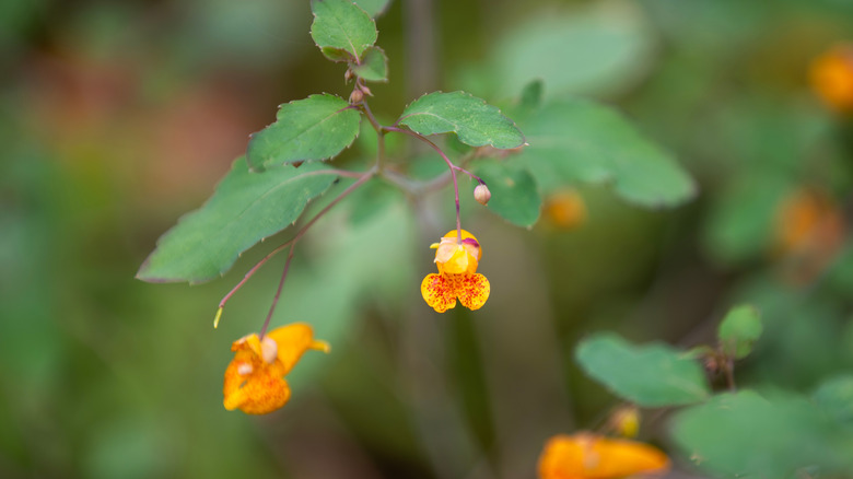 jewelweed flower in bloom