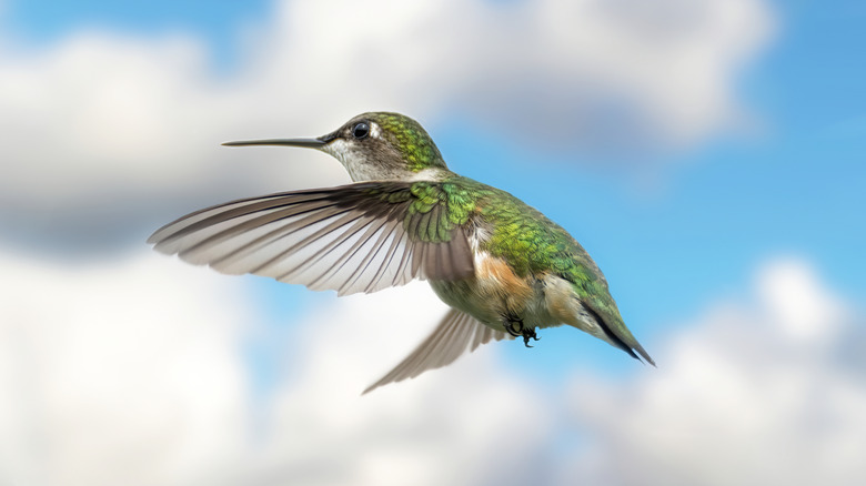 hummingbird in flight