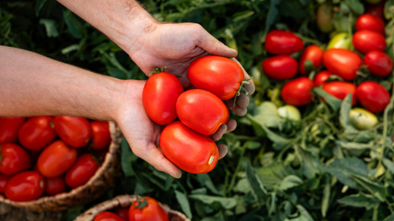Hands holding fresh red tomatoes in a garden with green leaves.