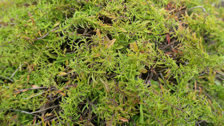closeup on creeping savory