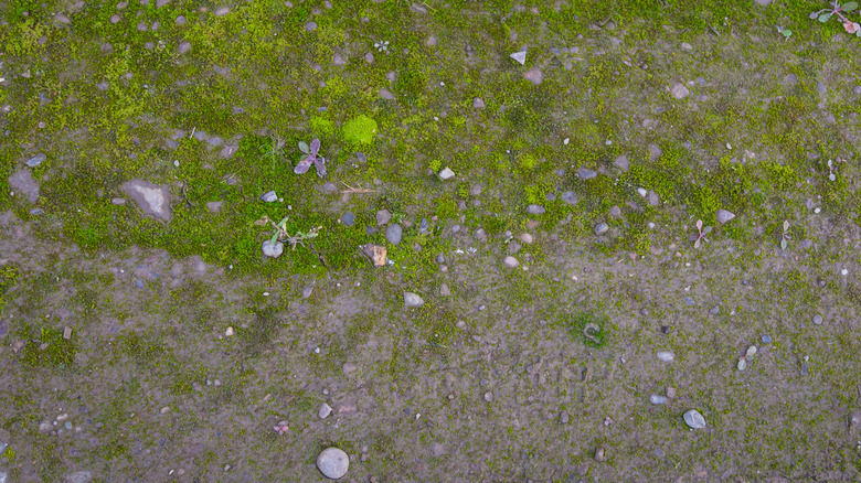 rocky soil with poor ground coverage