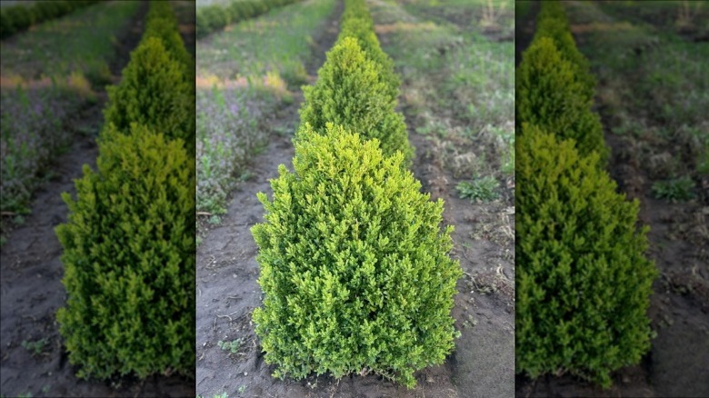 Green Mountain Boxwood bushes