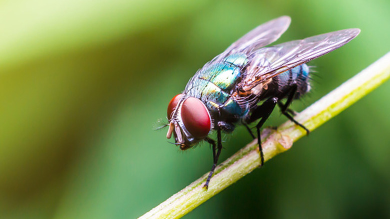 Fly on plant outside