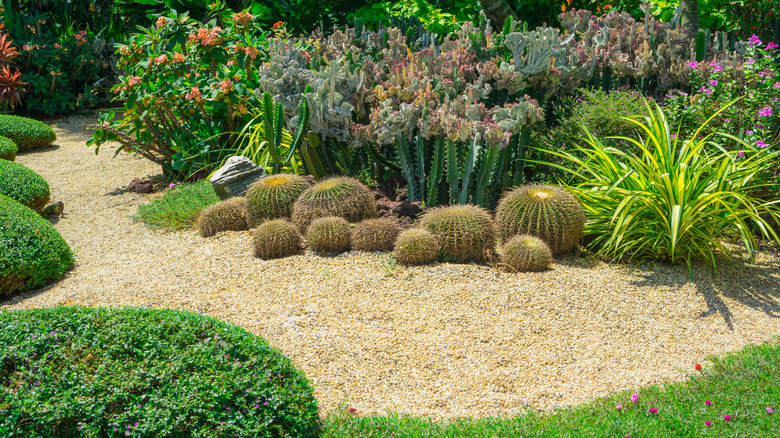 gravel garden with hedges, cacti, grasses, shrubs, and flowering plants present