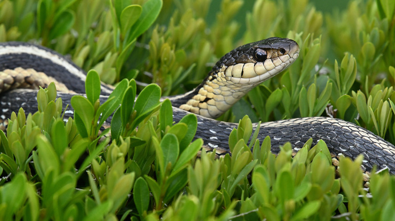 Snake holding head up in thick ground cover with green, hedge-like leaves