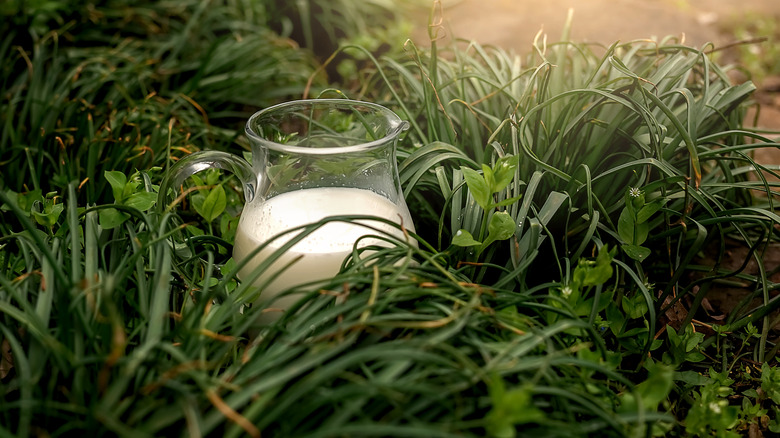 Pitcher of milk in grass