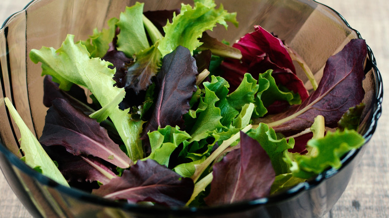 bowl of freshly harvested mesclun greens