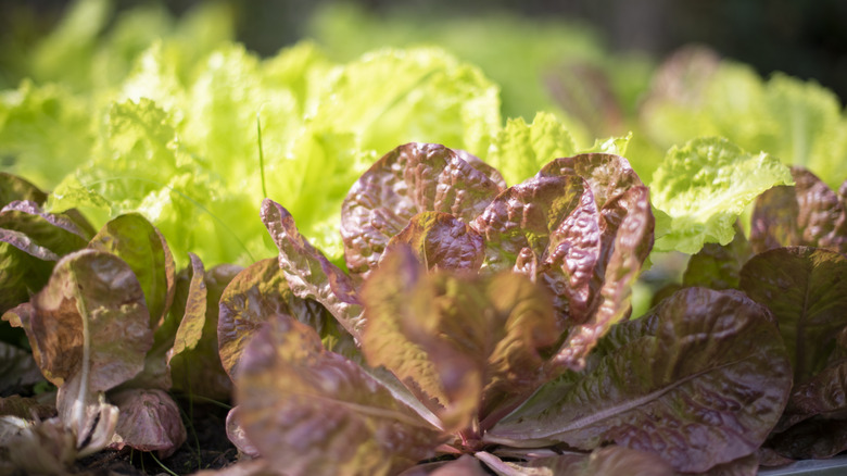 leafy green lettuce growing outside