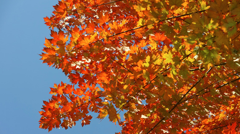 brilliant fall foliage of a Freeman maple tree