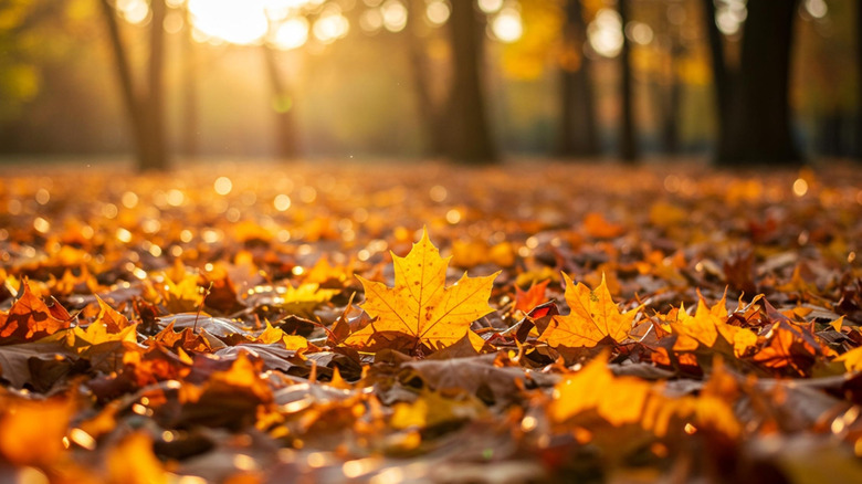 beautiful fall leaves at sunset in the woods